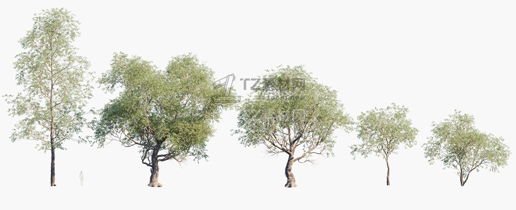 Eucalyptus-ovata_PRV1.jpg