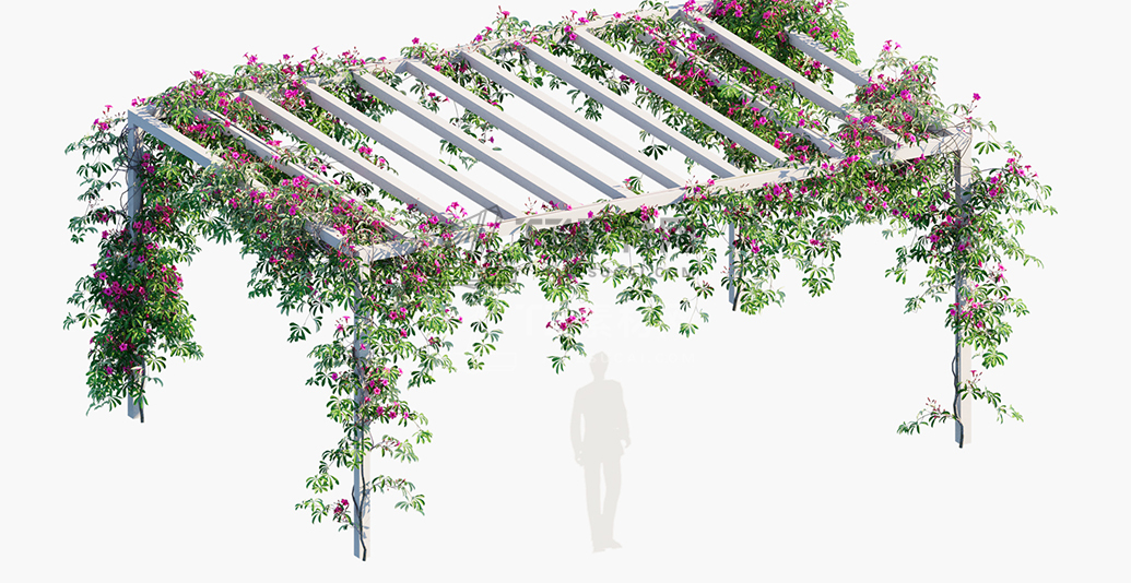 Ipomoea-horsfalliae_PRV2.jpg