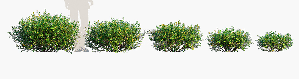 Goodenia-ovata_PRV1.jpg