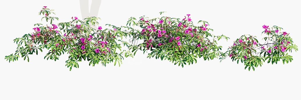 Ipomoea-horsfalliae_PRV3.jpg