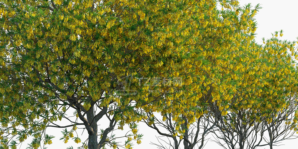 Sophora-microphylla_PRV2.jpg