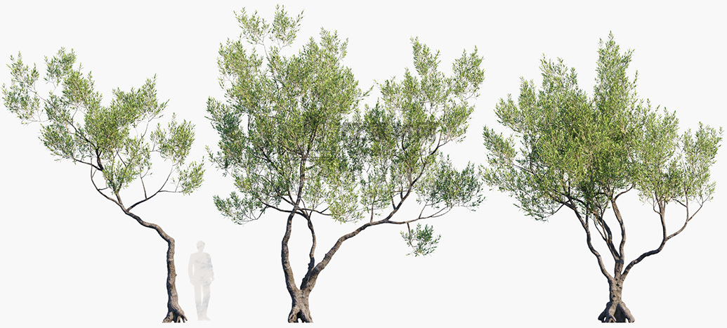Olea-europaea_PRV2.jpg