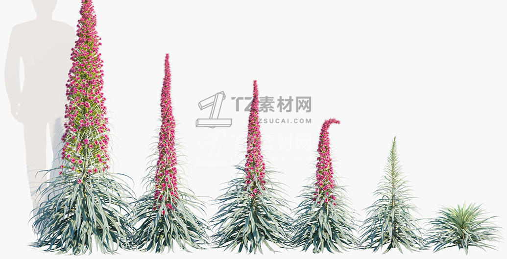Echium-wildpretii_PRV1.jpg