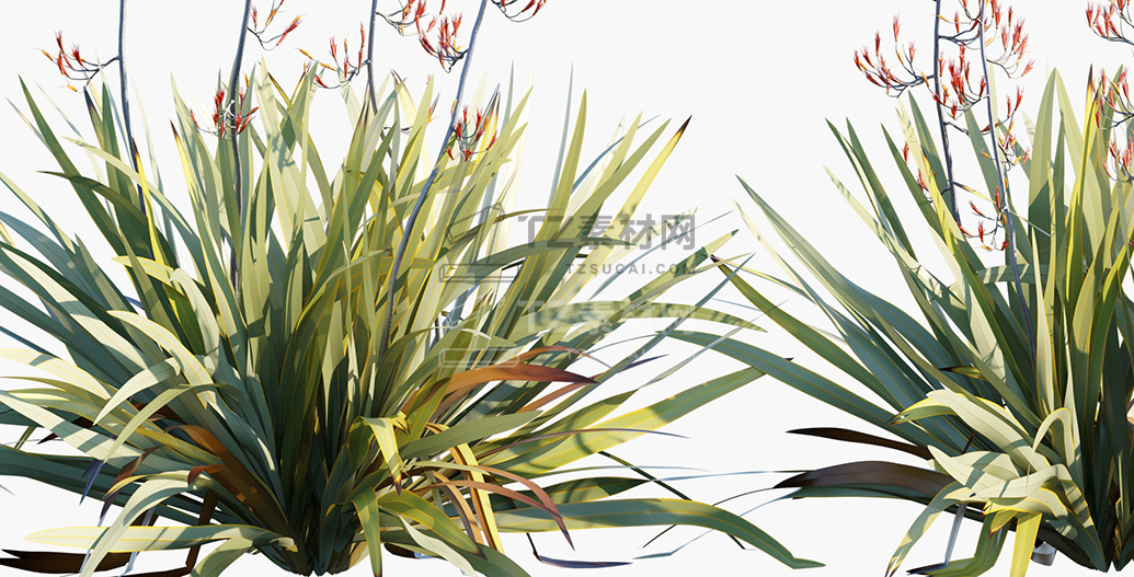 Phormium-tenax_PRV3.jpg
