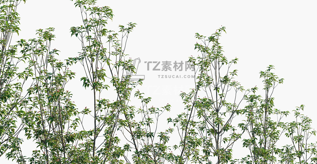 Ilex-pedunculosa_PRV3.jpg
