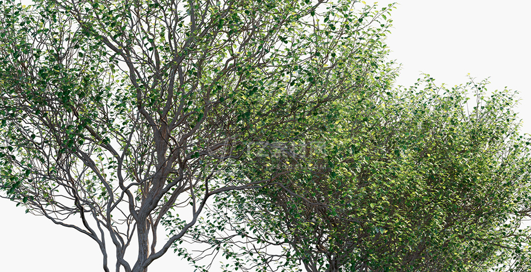 Olearia-paniculata_PRV2.jpg