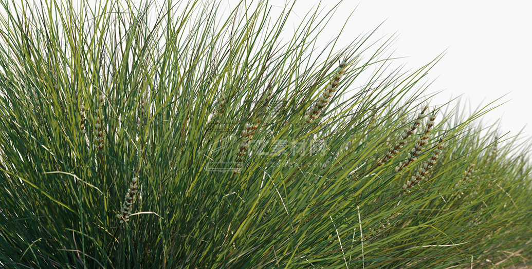 Lomandra-confertifolia-Seascape_PRV2.jpg