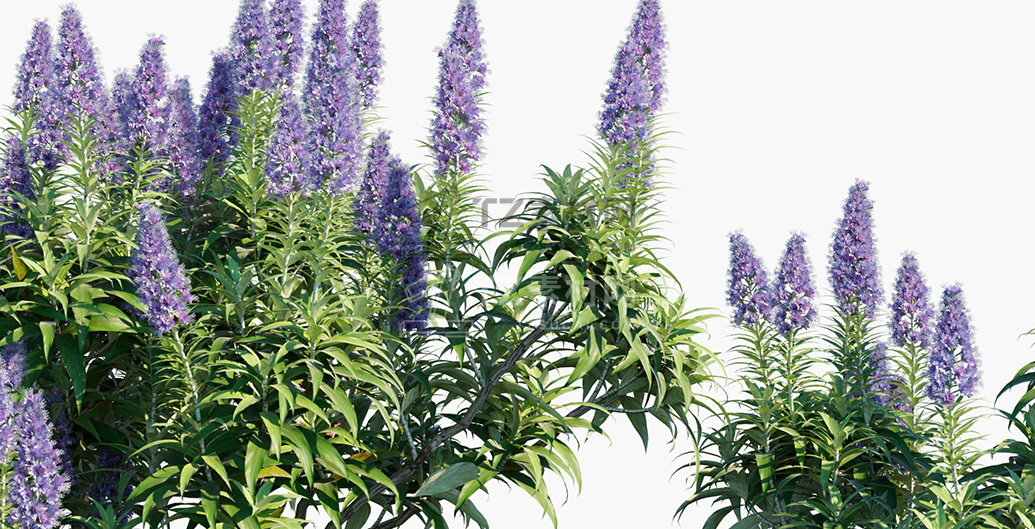 Echium-candicans_PRV3.jpg