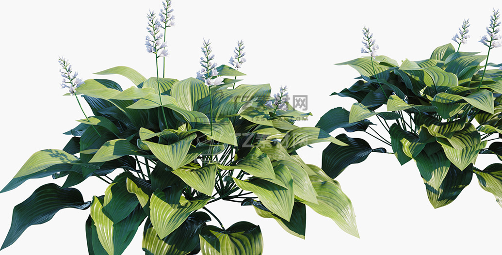 Hosta-plantaginea_PRV2.jpg