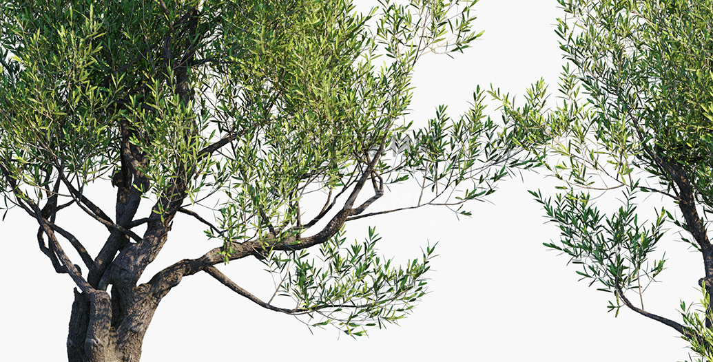 Olea-europaea_PRV4.jpg