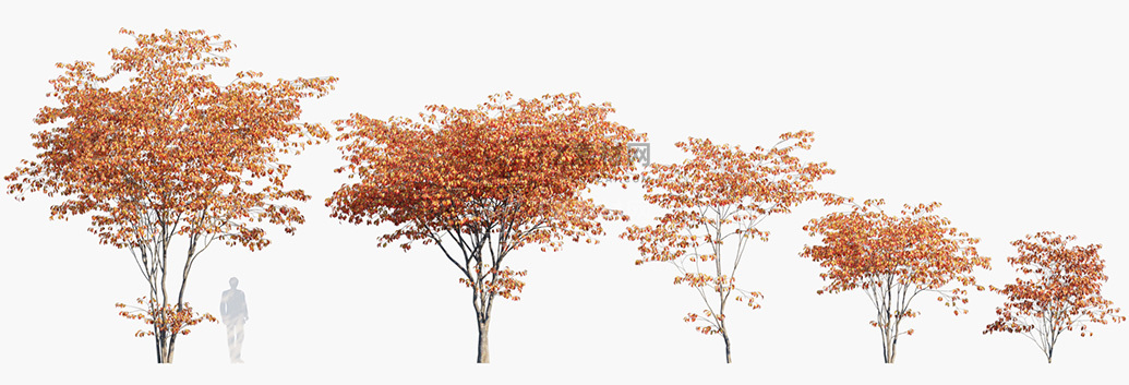 Cornus-kousa_PRV1.jpg