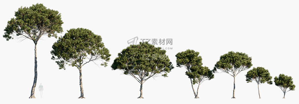 Pinus-pinea_PRV1.jpg