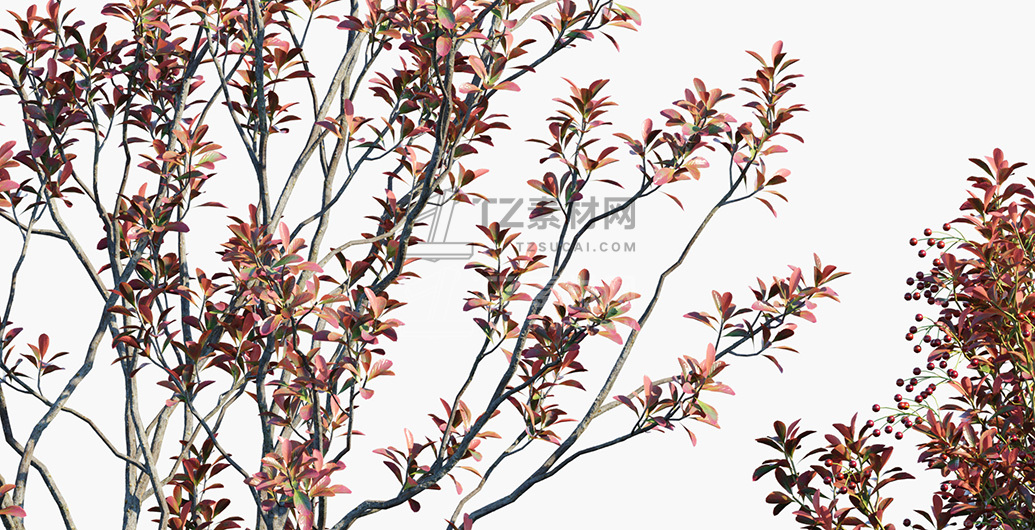 Aronia-arbutifolia_PRV3.jpg
