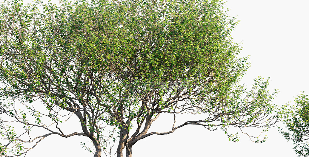 Olearia-paniculata_PRV3.jpg