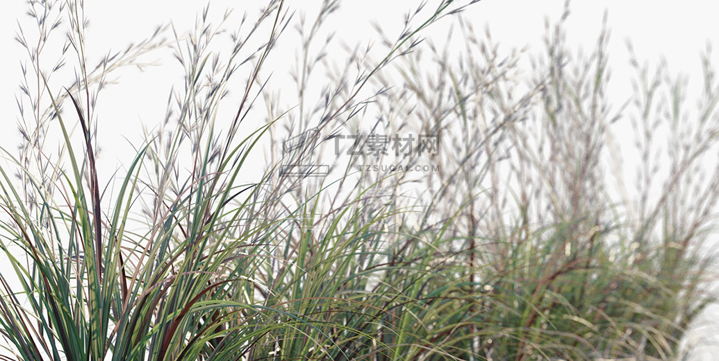 Andropogon-virginicus_PRV2.jpg