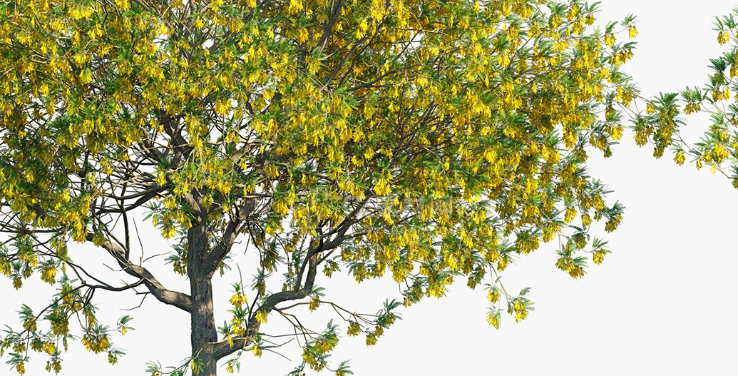 Sophora-microphylla_PRV3.jpg