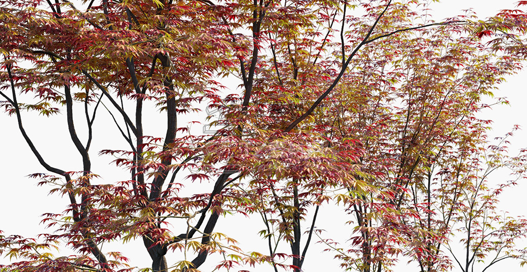 Acer-palmatum_PRV3.jpg