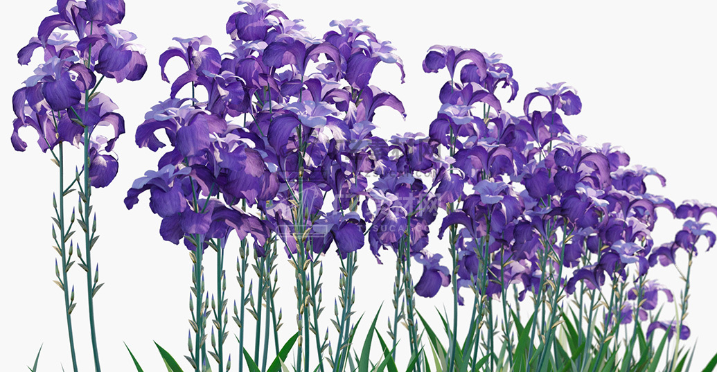 Iris-pallida_PRV3.jpg