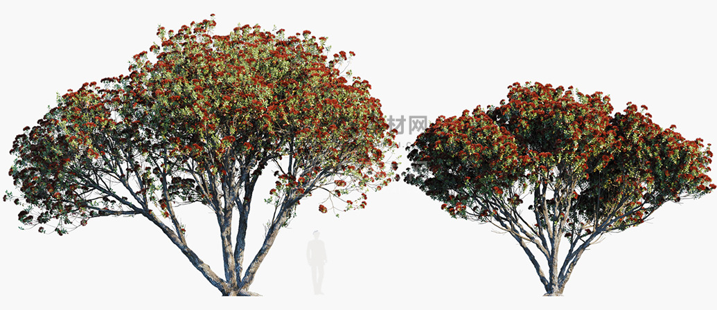 Metrosideros-excelsa_PRV1.jpg