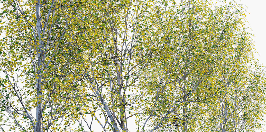 Betula-pendula_PRV3.jpg
