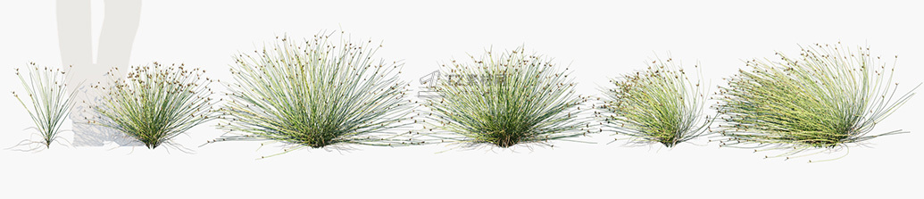 Isolepis-cernua_PRV1.jpg