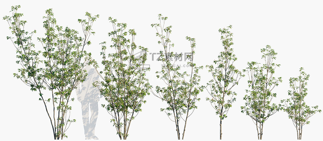 Ilex-pedunculosa_PRV1.jpg