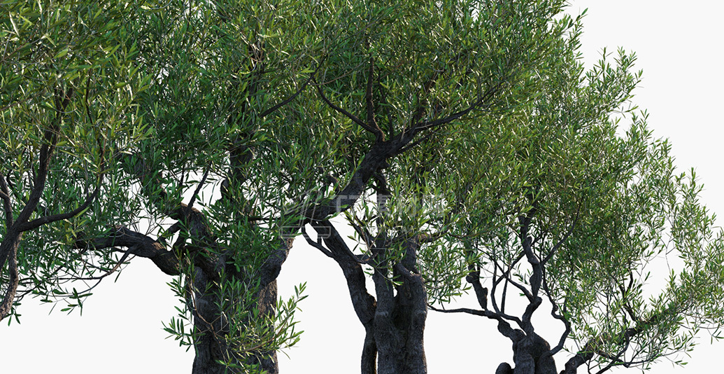 Olea-europaea_PRV3.jpg