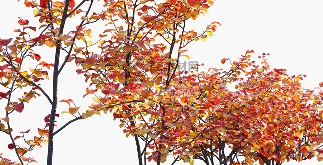 Fothergilla-gardenii_PRV2.jpg