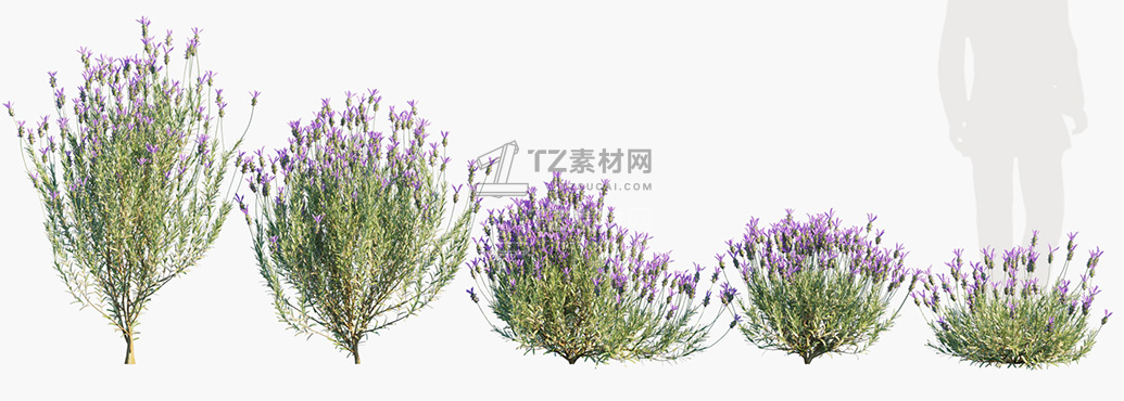 Lavandula-stoechas_PRV1.jpg