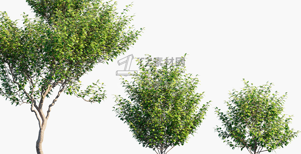 Olearia-paniculata_PRV4.jpg