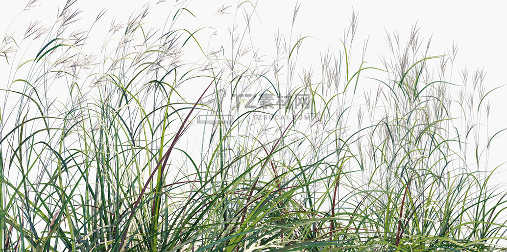 Andropogon-gerardii_PRV2.jpg