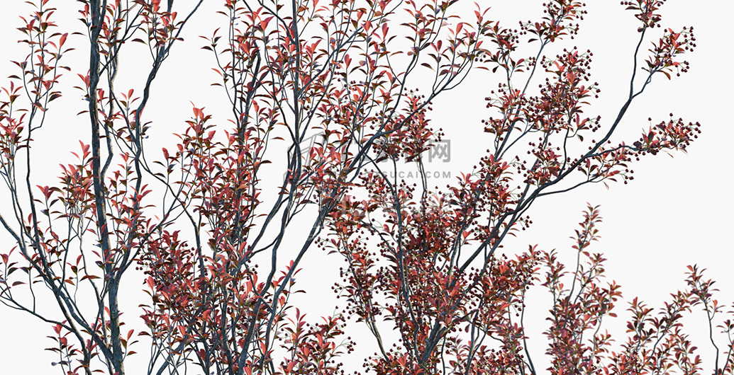 Aronia-arbutifolia_PRV2.jpg