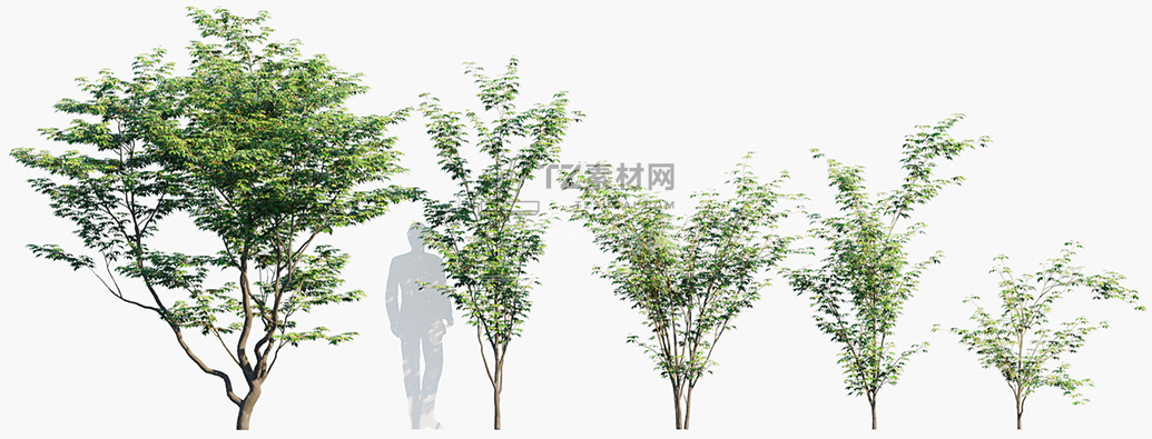 Acer-palmatum_PRV1.jpg