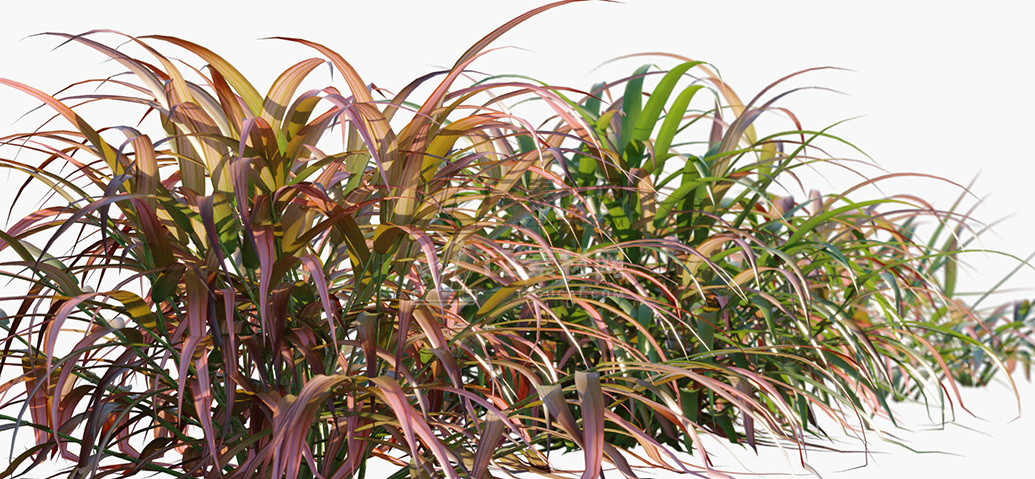 Hakonechloa-macra-Beni-Kaze_PRV2.jpg