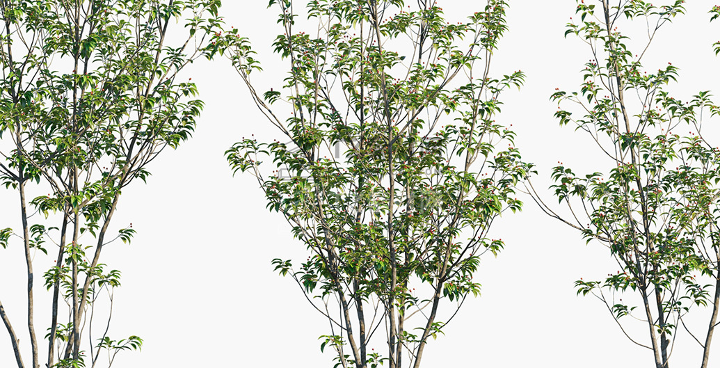 Ilex-pedunculosa_PRV4.jpg
