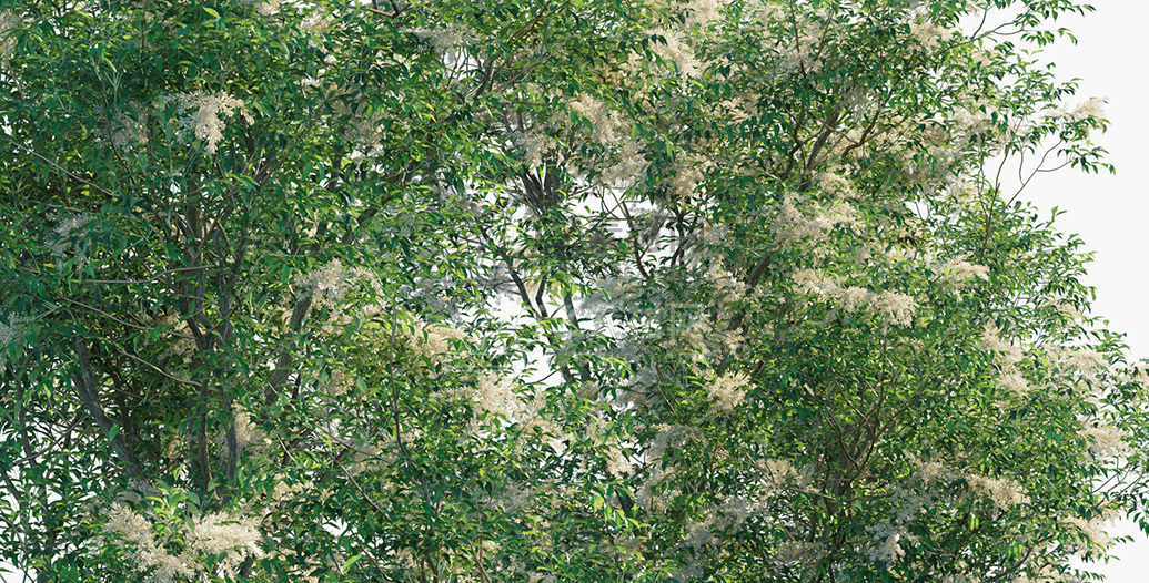 Fraxinus-griffithii_PRV3.jpg