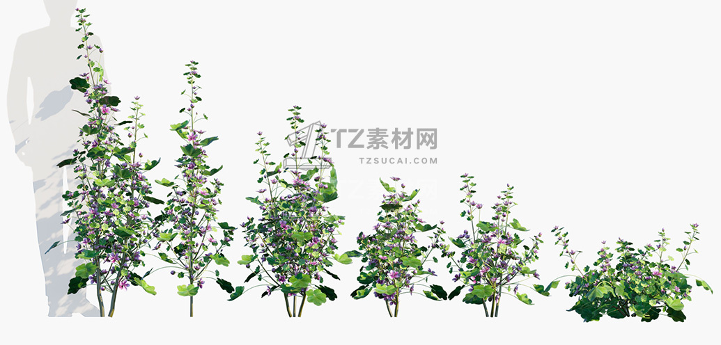 Malva-sylvestris_PRV1.jpg