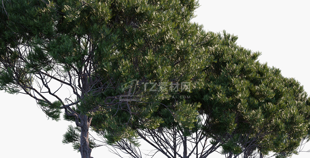 Pinus-pinea_PRV3.jpg