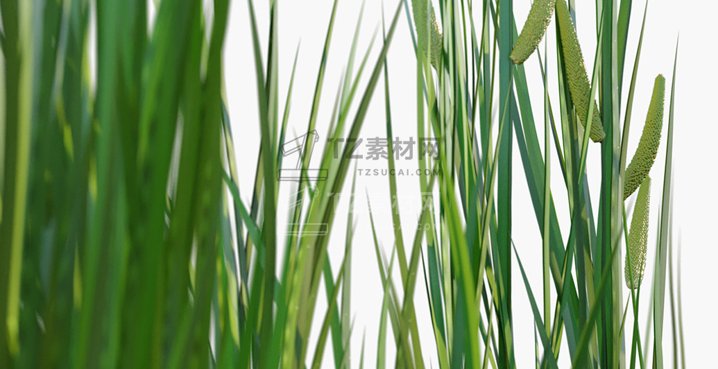 Acorus-calamus_PRV2.jpg