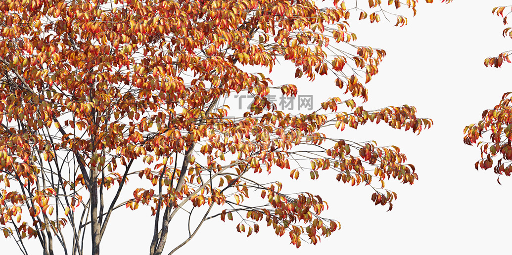 Cornus-kousa_PRV3.jpg