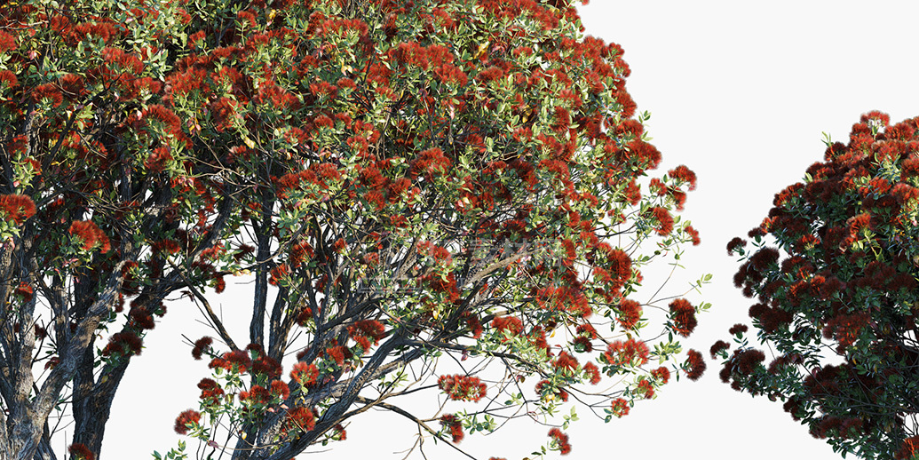 Metrosideros-excelsa_PRV4.jpg