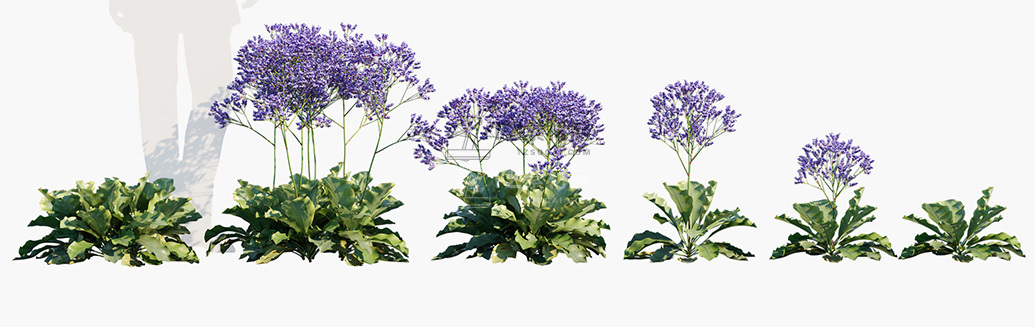 Limonium-perezii_PRV1.jpg