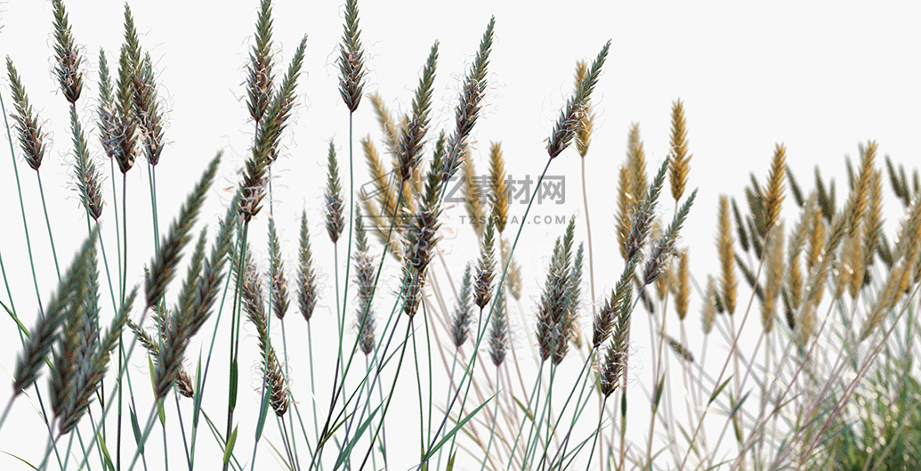 Anthoxanthum-odoratum_PRV3.jpg