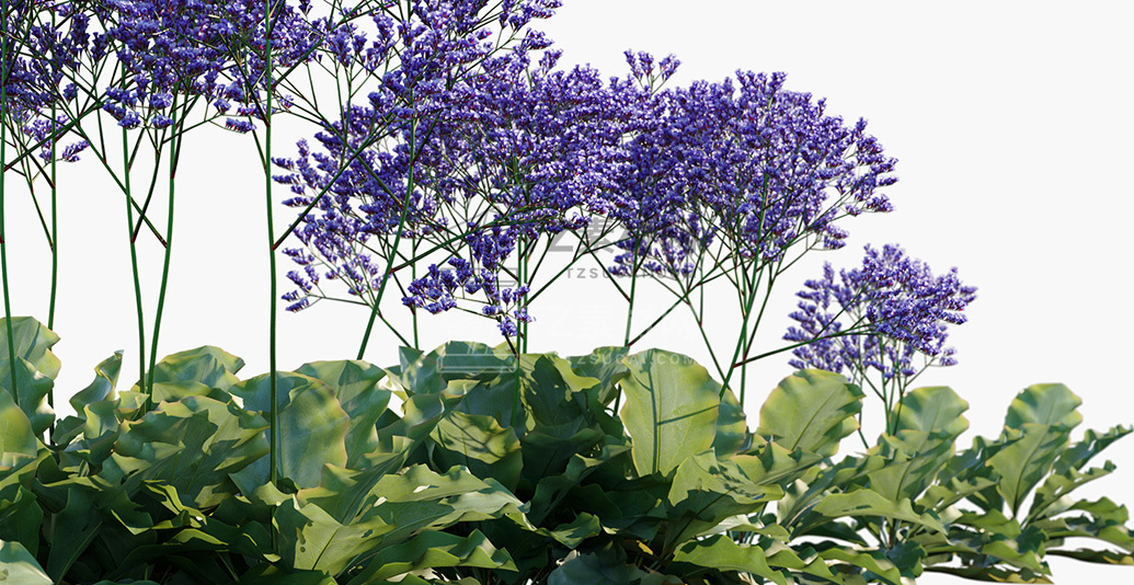 Limonium-perezii_PRV3.jpg