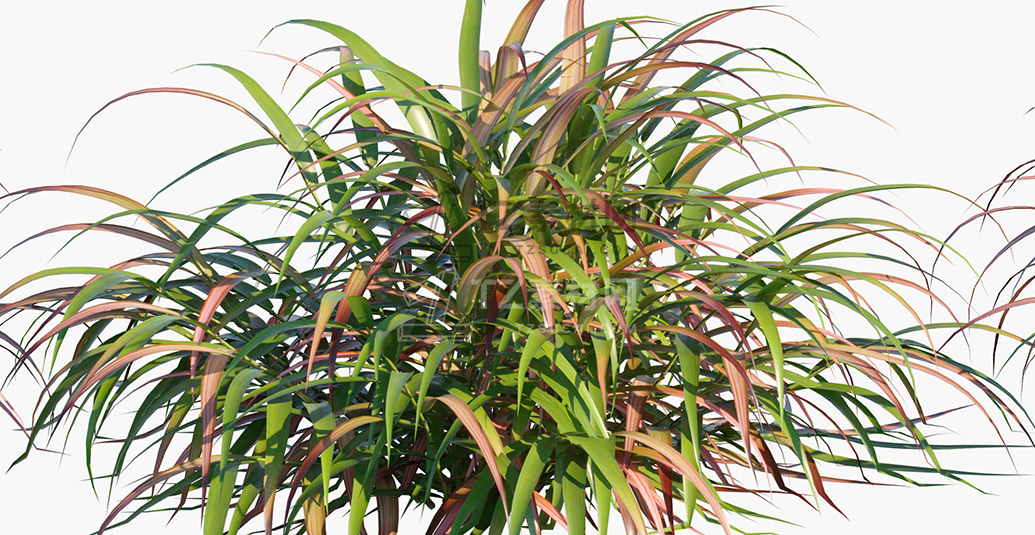 Hakonechloa-macra-Beni-Kaze_PRV3.jpg