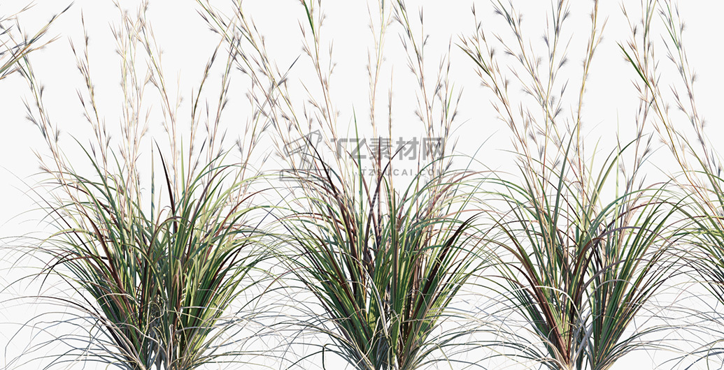 Andropogon-virginicus_PRV3.jpg
