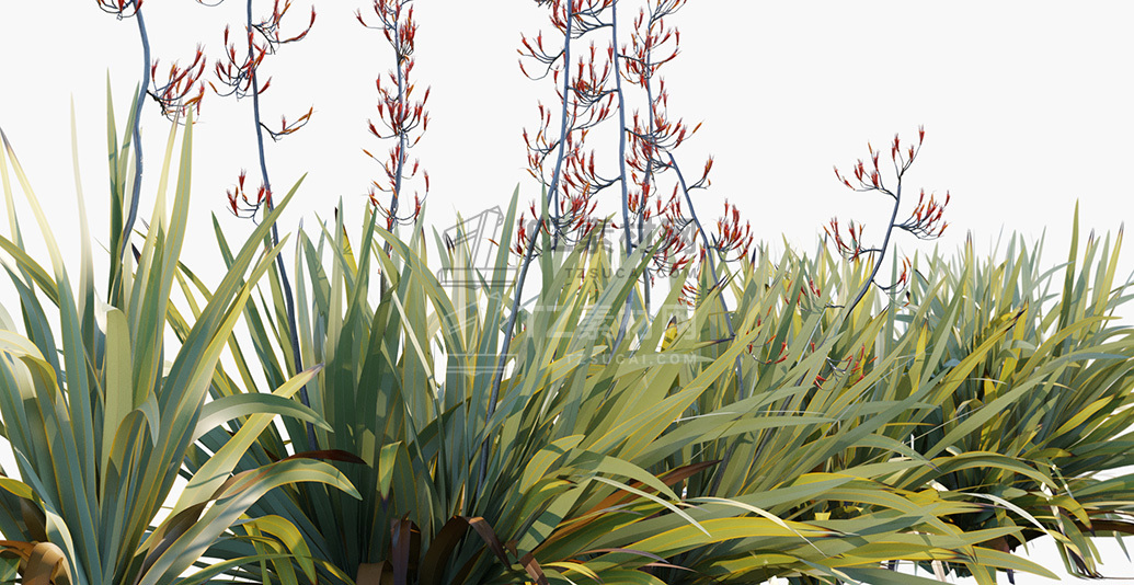 Phormium-tenax_PRV2.jpg