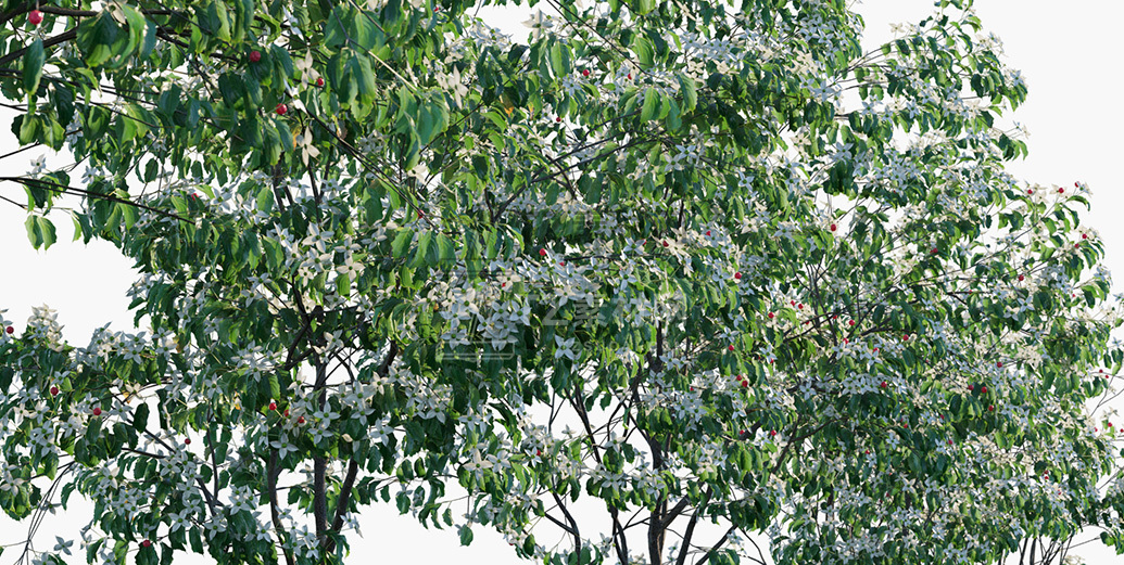 Cornus-kousa_PRV2.jpg