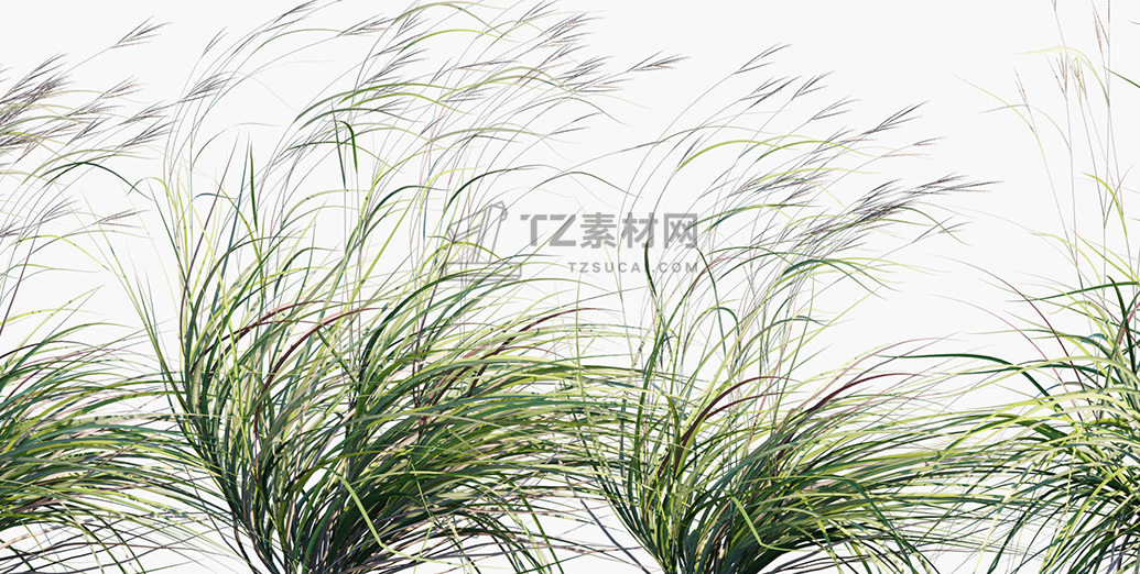 Andropogon-gerardii_PRV3.jpg