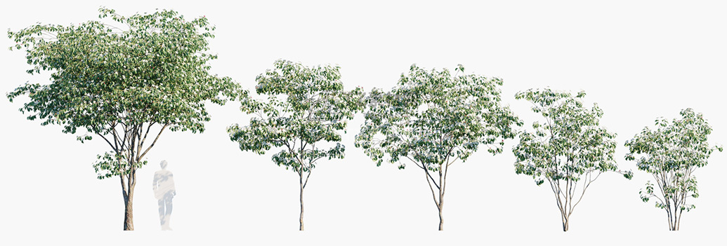 Cornus-kousa_PRV1.jpg